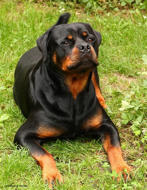 pornos tiere|Der Tag, an dem mich unser Rottweiler nahm – readbeast.